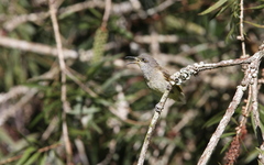 Lichmera indistincta limbata