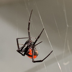 Latrodectus corallinus