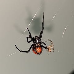 Latrodectus corallinus