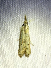 Macrorrhinia endonephele