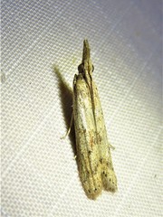 Macrorrhinia endonephele