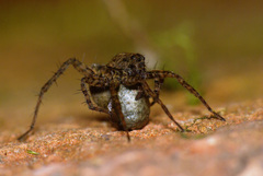 Pardosa