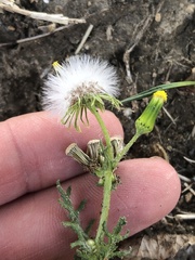 Senecio vulgaris