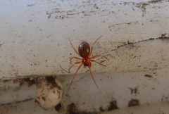 Styloctetor purpurescens