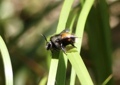 Bombus butteli