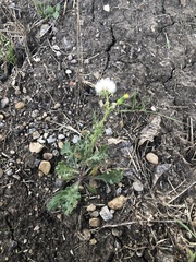 Senecio vulgaris