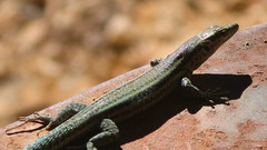 Podarcis hispanicus