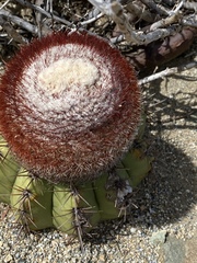 Melocactus
