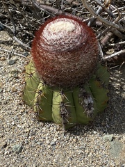 Melocactus