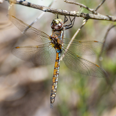 Rhionaeschna diffinis