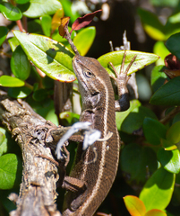 Liolaemus cyanogaster