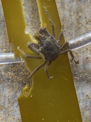 Pugettia gracilis image