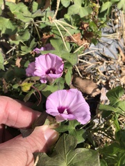 Ipomoea cordatotriloba