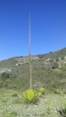 Agave triangularis