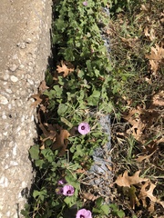 Ipomoea cordatotriloba
