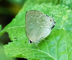 Strephonota tephraeus