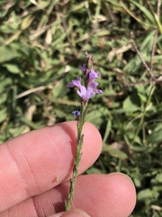 Verbena halei