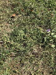 Verbena halei