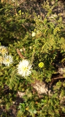 Mimosa quitensis