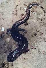 Pseudoeurycea mixteca