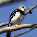 Diamond Firetail - Photo (c) David Cook, some rights reserved (CC BY-NC)