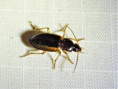 Agonum pallipes