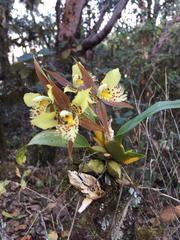 Rhynchostele maculata