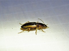 Agonum pallipes