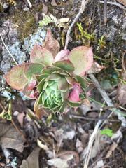 Echeveria rosea