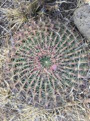 Ferocactus macrodiscus macrodiscus