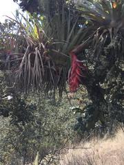Tillandsia violacea