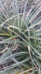 Puya aequatorialis
