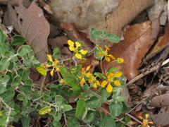 Gaudichaudia cycloptera