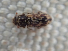 Synchita undata