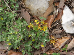 Gaudichaudia cycloptera