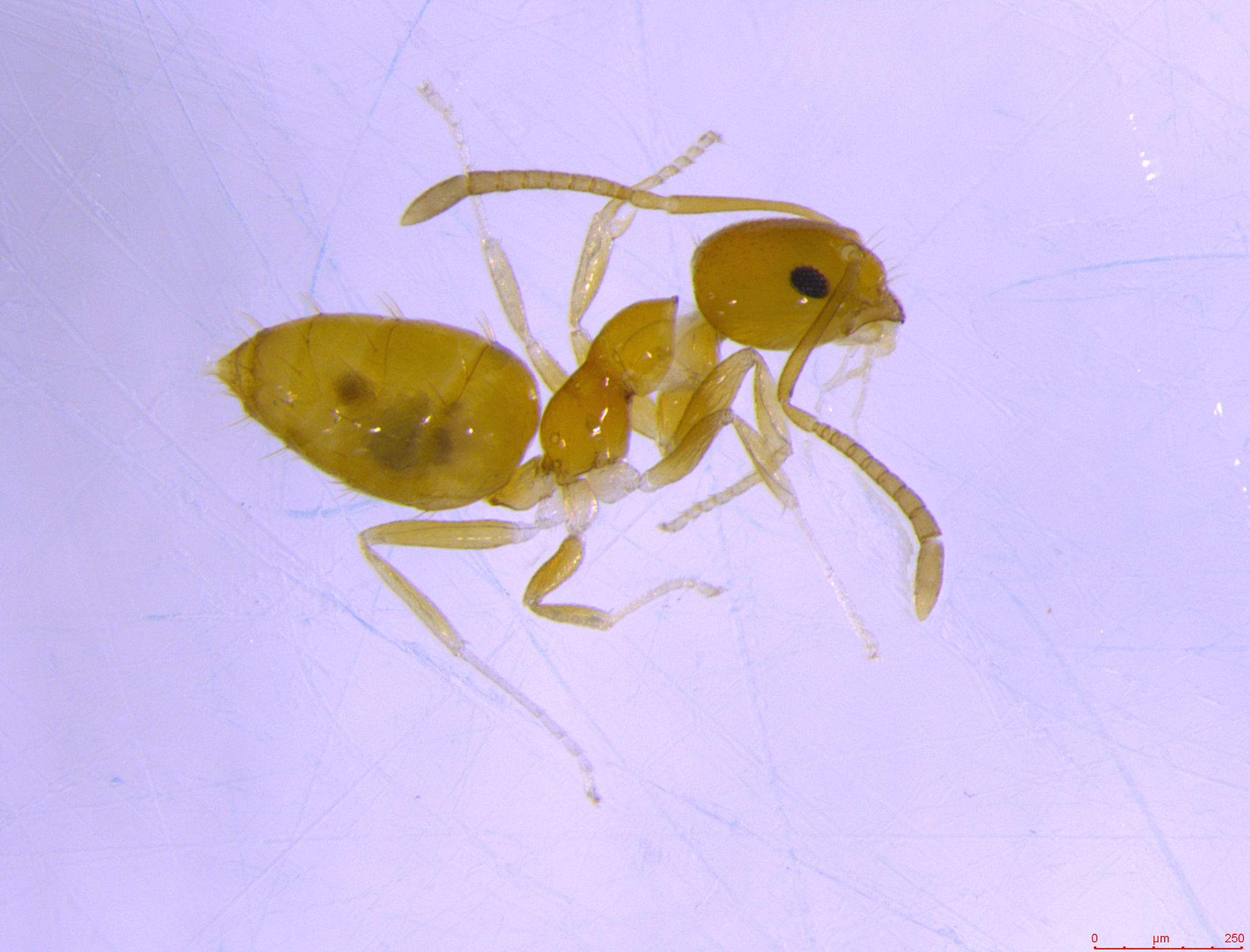 Plagiolepis alluaudi