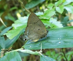 Parrhasius polibetes