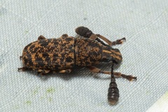 Basitropis platypus