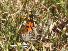 Vanessa virginiensis