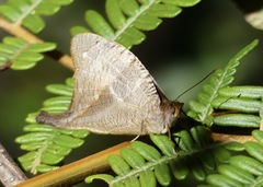 Corades iduna