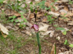 Tigridia amatlanensis