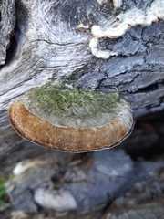 Trametes hirsuta