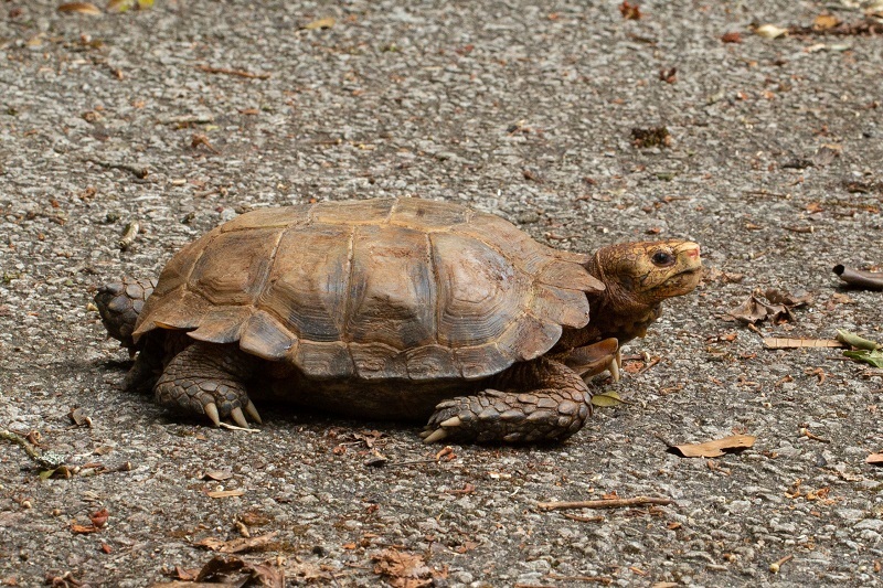 Impressed Tortoise