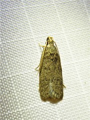 Glyphidocera juniperella