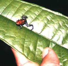 Ranitomeya reticulata