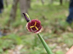 Tigridia amatlanensis