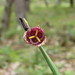 Tigridia amatlanensis - Photo (c) Leticia Soriano Flores, algunos derechos reservados (CC BY-NC), subido por Leticia Soriano Flores