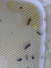 Caecidotea brevicauda