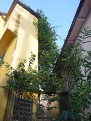 Cryptostegia madagascariensis