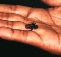 Ranitomeya reticulata